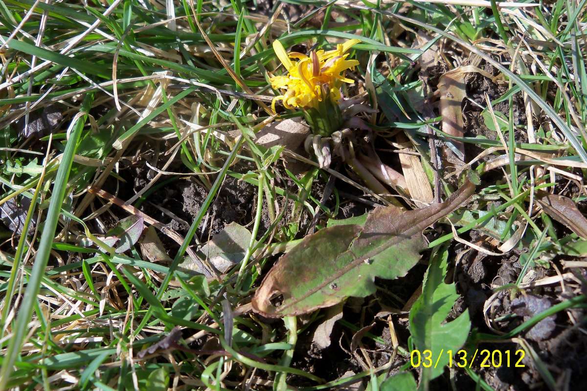 In Lawn<br>(Location of Picture: Round Lake, Il, USA, Mar 13, 2012)