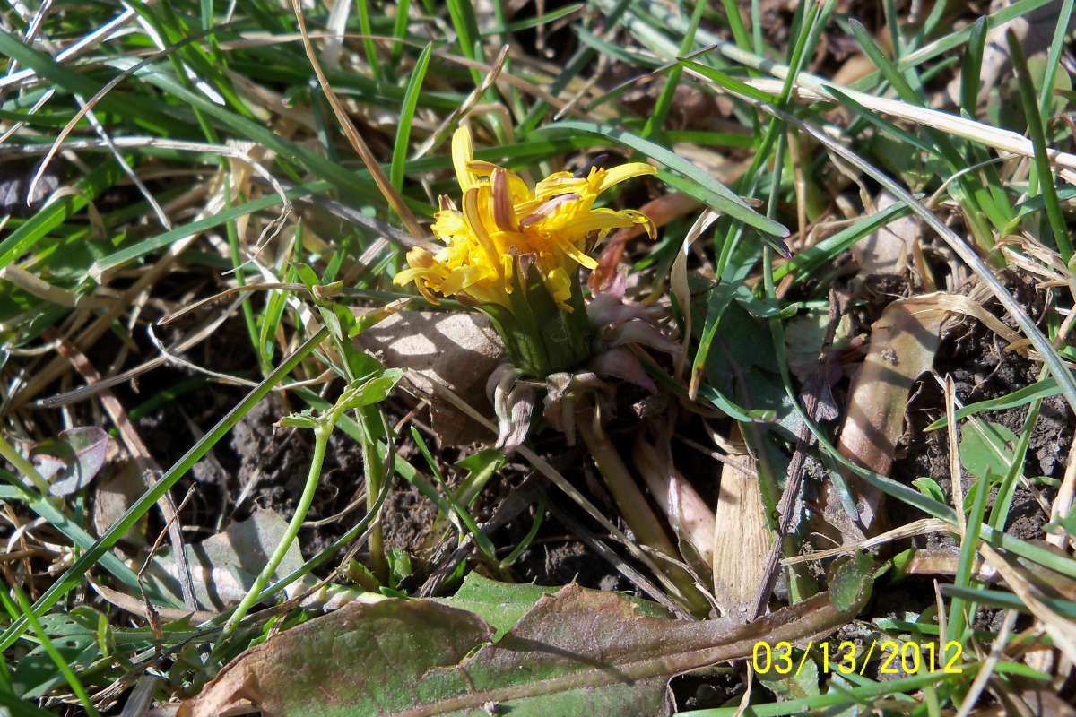 Flower - Side View<br>(Location of Picture: Round Lake, Il, USA, Mar 13, 2012)