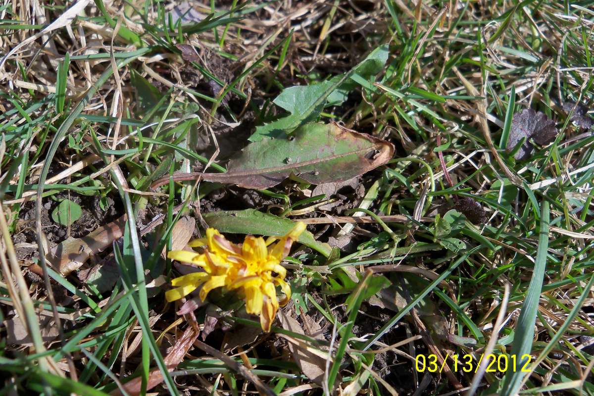 Flower - Front View<br>(Location of Picture: Round Lake, Il, USA, Mar 13, 2012)