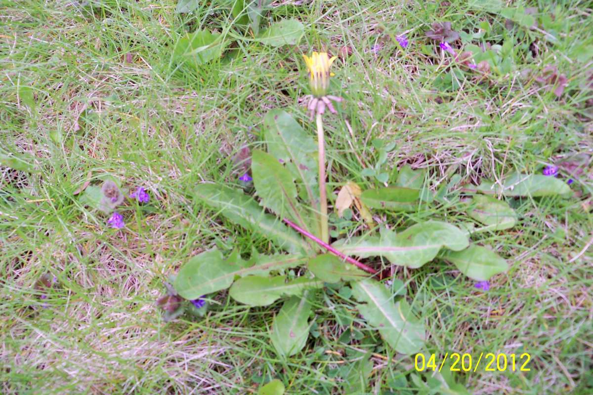 Habitat  View<br>(Location of Picture: Round Lake, Il, USA, Apr 20,  2012)