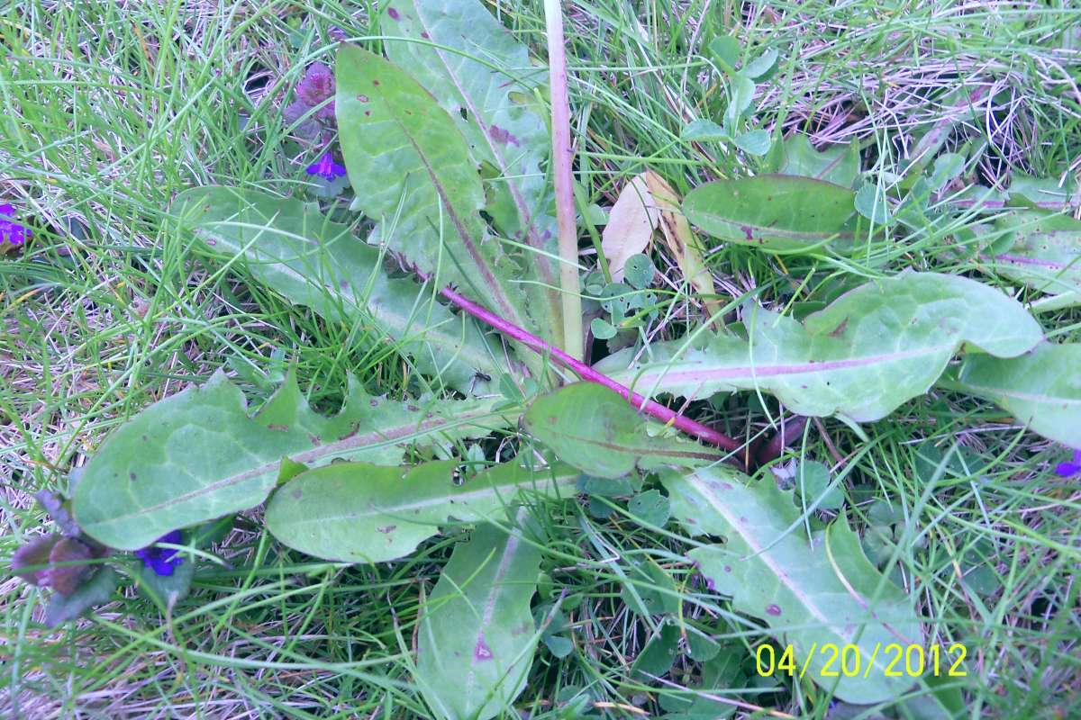 Basal Leaves<br>(Location of Picture: Round Lake, Il, USA, Apr 20,  2012)