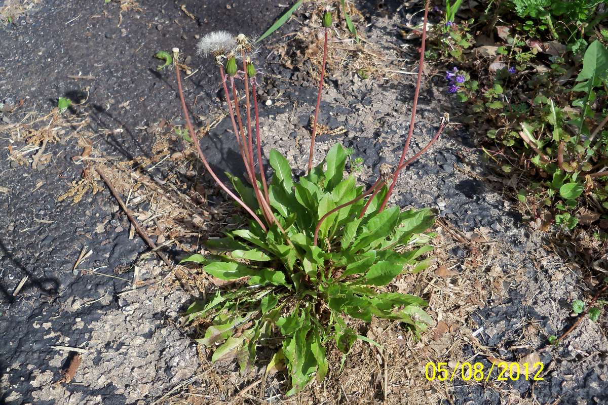 In Seed<br>(Location of Picture: Round Lake, Il, USA, May 8,  2012)