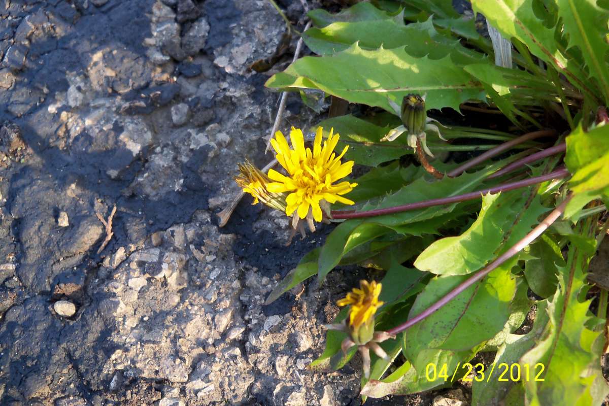 Flower Front View<br>(Location of Picture: Round Lake, Il, USA, May 8,  2012)