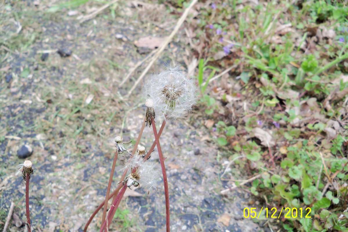 Seed Head<br>(Location of Picture: Round Lake, Il, USA, May 12,  2012)