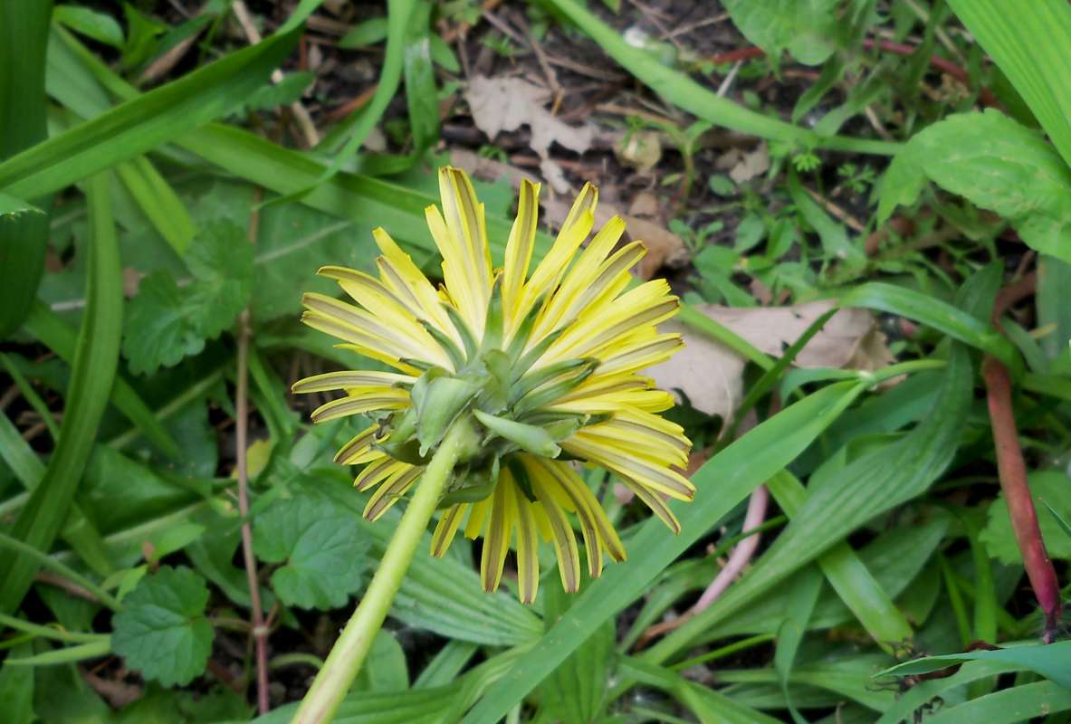 Flower - Rear View, 2.2 inches wide<br>(Location of Picture: Round Lake, Ill, USA, May 12, '12)