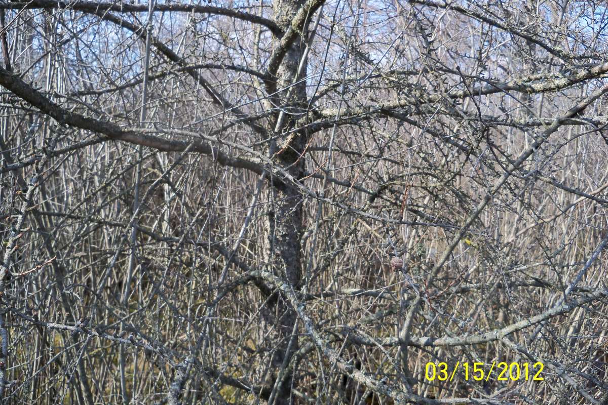 Winter Branches<br>(Location of Picture: Volo Bog, March 14, 2012)