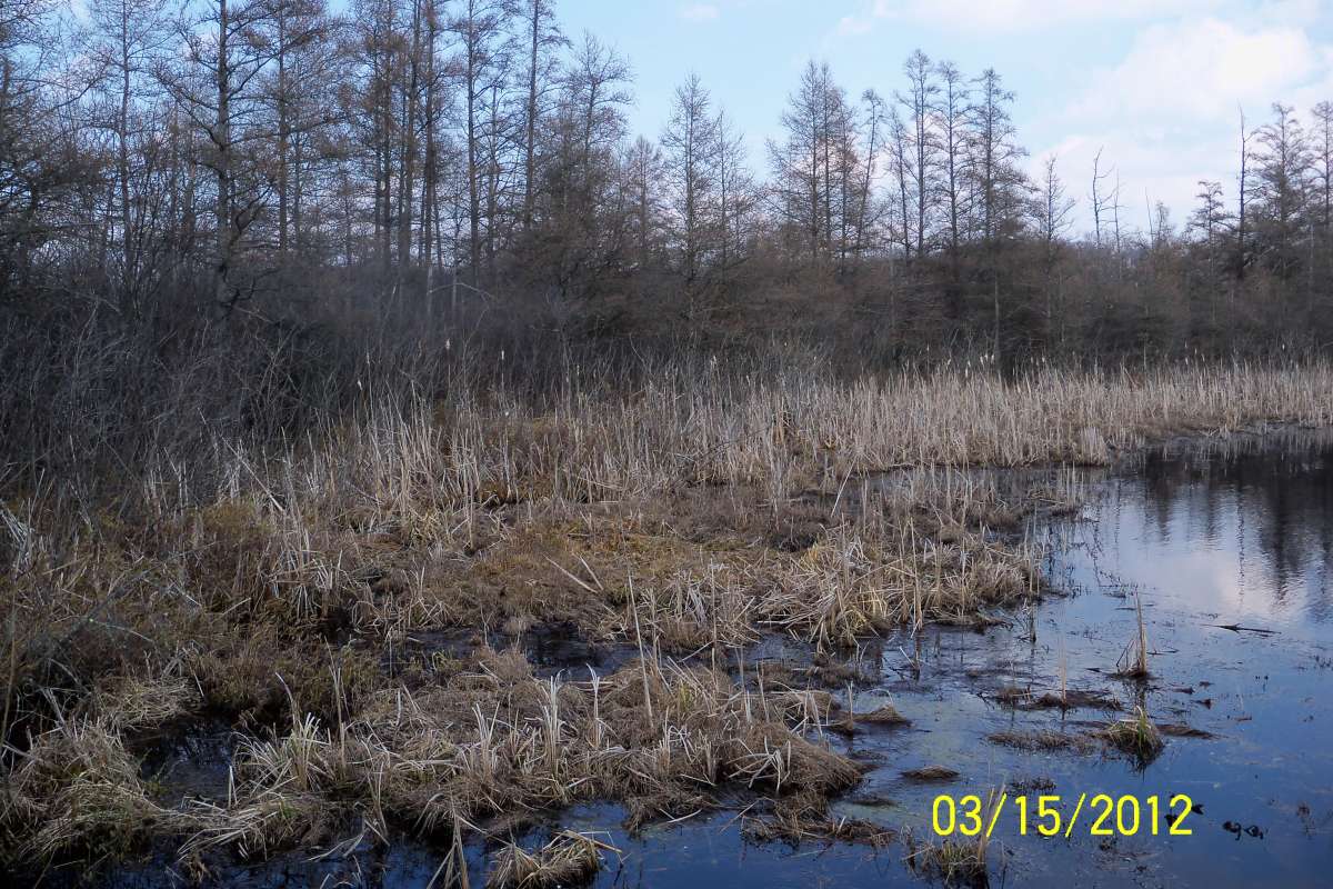 Winter View of Tamarack and Cattail Shore<br>(Location of Picture: Volo Bog, March 15, 2012)