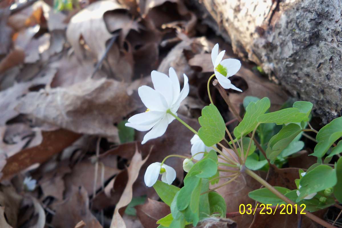 Flower - Side View<br>(Location of Picture: Morraine Hills, Spring, 2012)