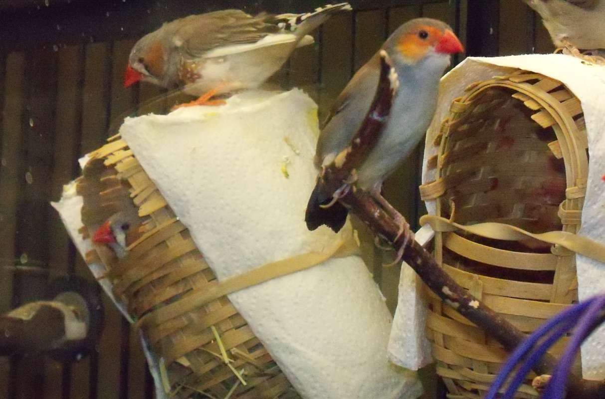 Pet Store - Close View<br>(Location of Picture: McHenry, Il. 2012)