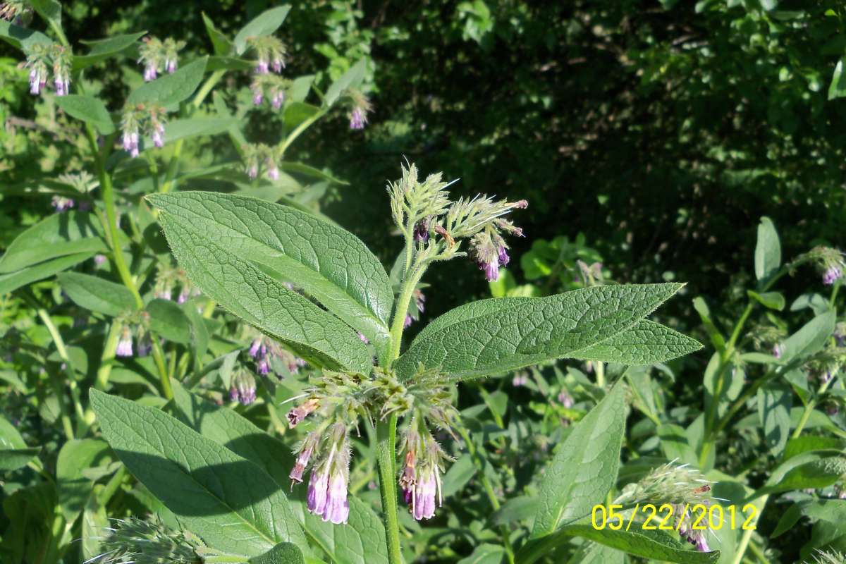 Top of Plant in Bloom<br>(Origin of the Specimen: Mchenry, Ill, USA, May 22, 2012)