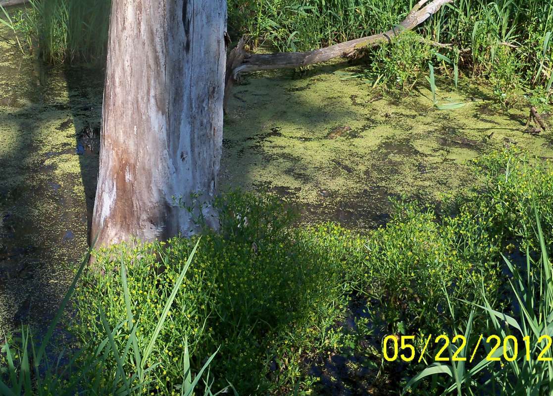 Habitat View<br>(Location of Picture: McHenry, Il, USA, May 22, 2012)