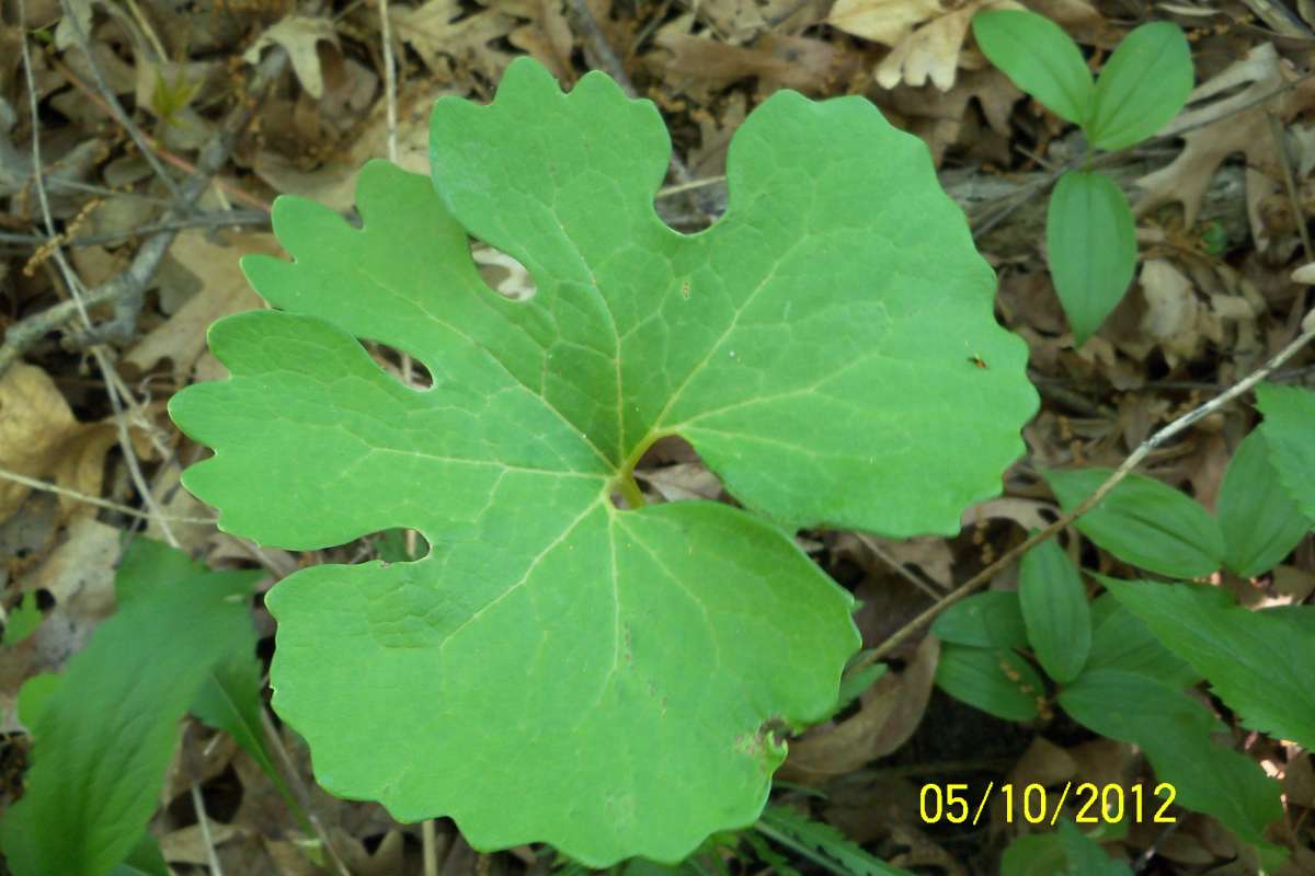 Late Spring Leaf<br>(Location of Picture: Mor. H. Mchenry, May 10, 2012)