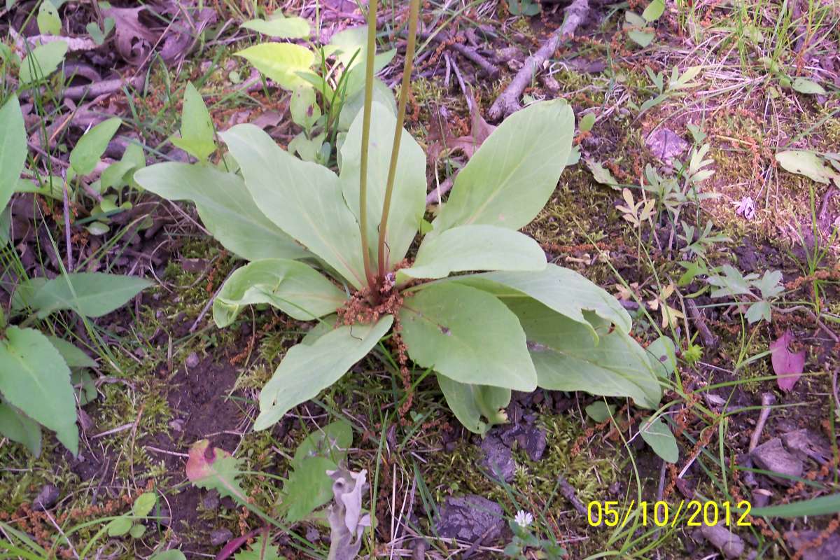 Basal Rosette<br>(Location of Picture: Mor. H. McHenry, USA, May 22, 2012)