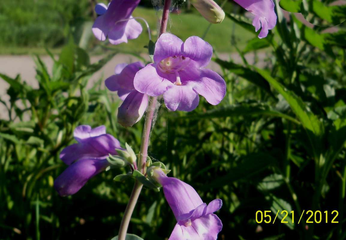 Flower - Front View<br>(Location of Picture: Garden, Mor. Hills, Mchenry, May 21)