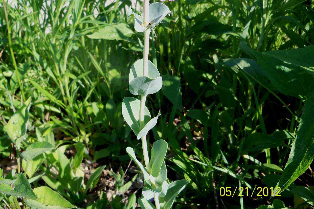 Leaves and Stem<br>(Location of Picture: Garden, Mor. Hills, Mchenry, May 21)