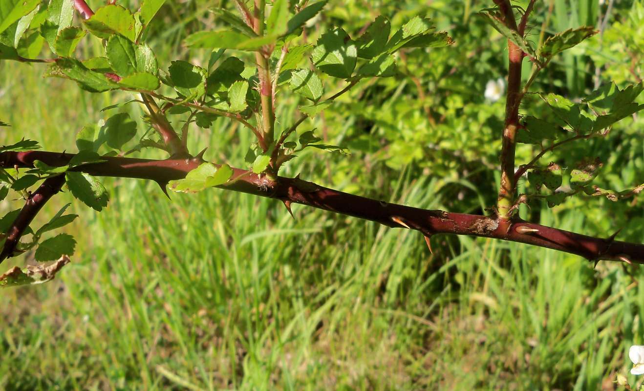 Stem and Thorns<br>(Location of Picture: Mor.H. McHenry, Il. USA, May 21)