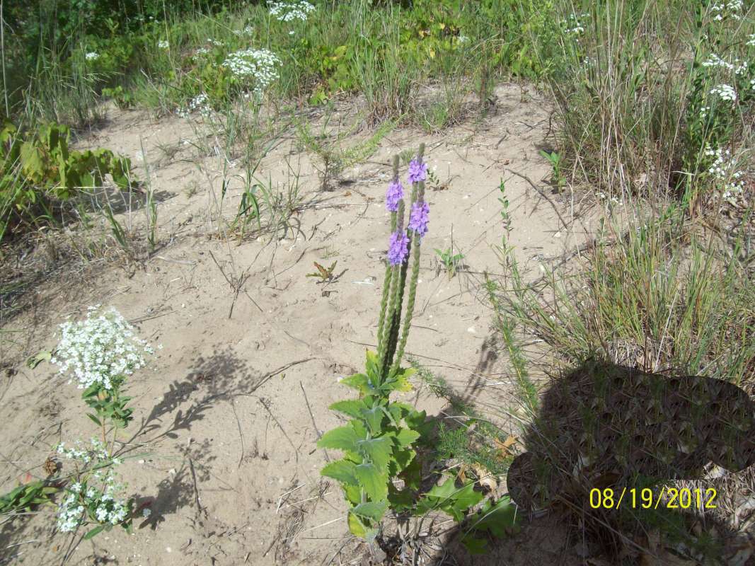 Habitat View<br>(Location of Picture: Zion Beach SP, near NC, Aug 23, '12)