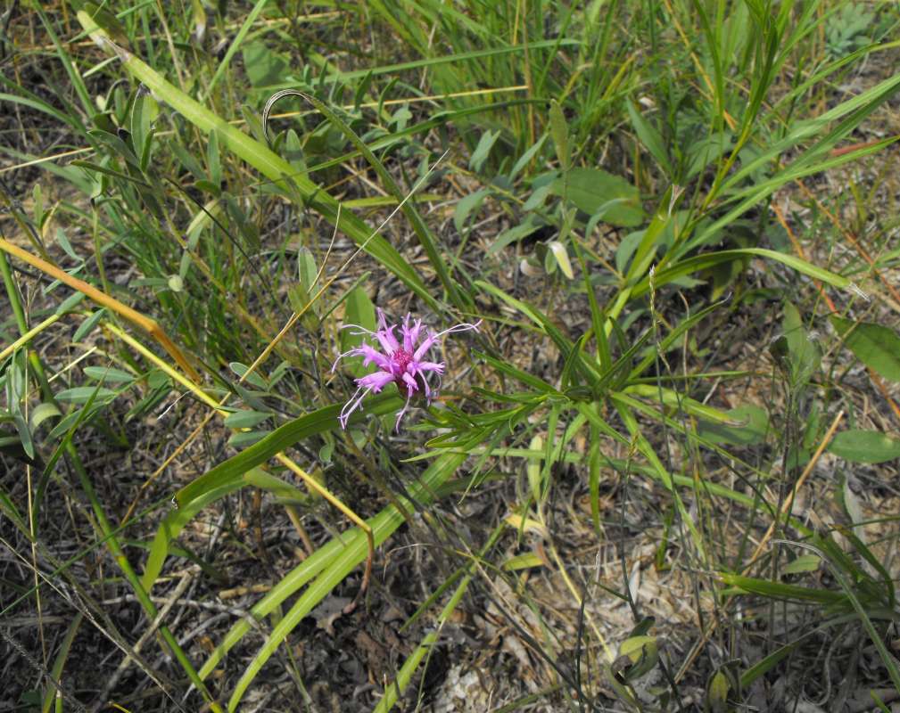 Flower - Front View<br>(Location of Picture: Zion Beach SP, Il,  Aug 22, 2012)