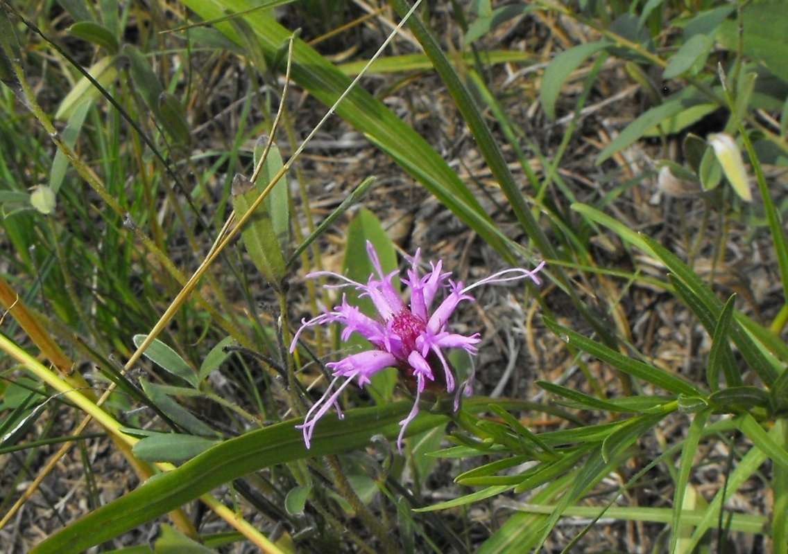 Flower - Close View<br>(Location of Picture: Zion Beach SP, Il,  Aug 22, 2012)