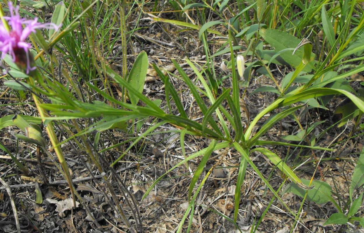 Stems and Leaves<br>(Location of Picture: Zion Beach SP, Il,  Aug 22, 2012)