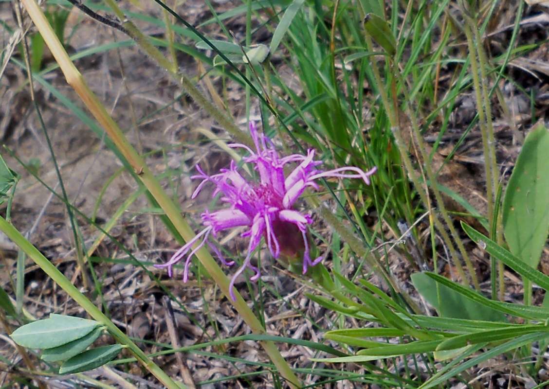 Flower - Angle View<br>(Location of Picture: Zion Beach SP, Il,  Aug 23, 2012)