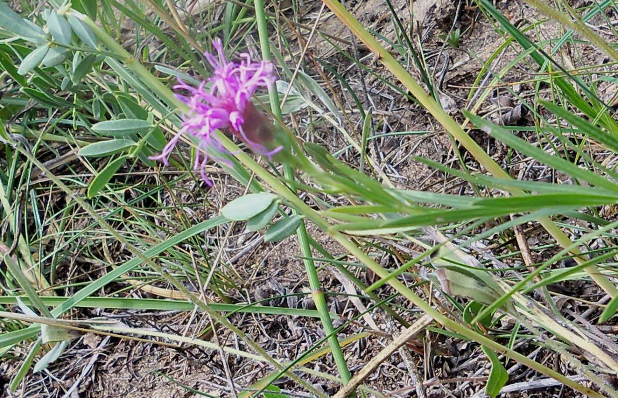 Flower - Side View<br>(Location of Picture: Zion Beach SP, Il,  Aug 23, 2012)