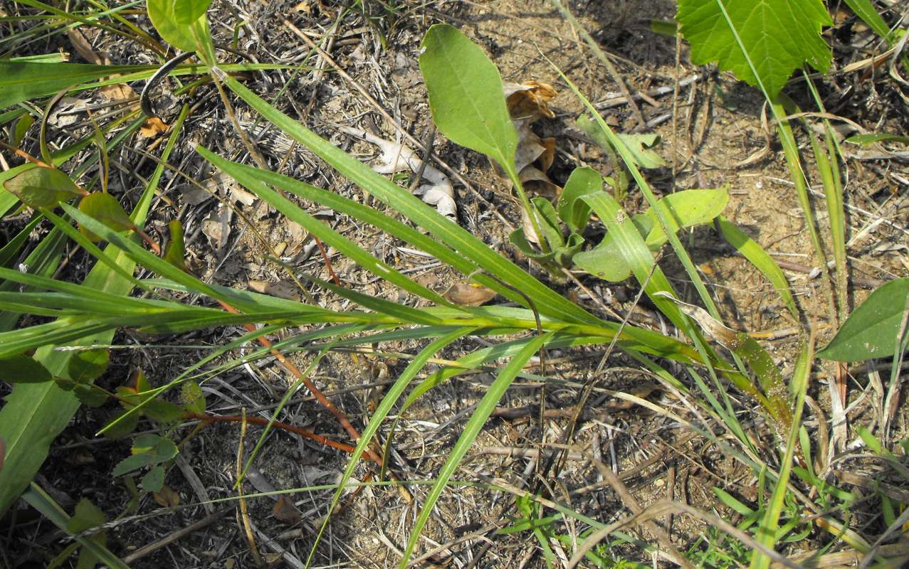 Stem<br>(Location of Picture: Zion Beach SP, Il,  Aug 23, 2012)