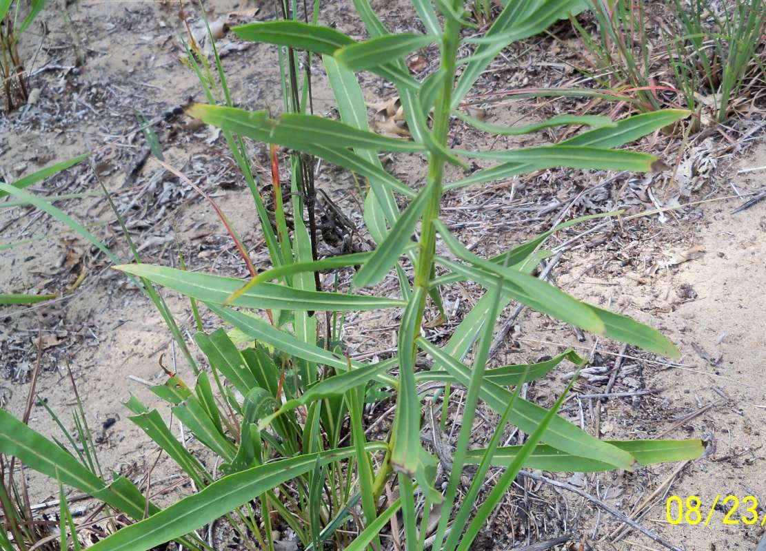 Leaves<br>(Location of Picture: Zion Beach SP, Il, Aug 23,  2012)