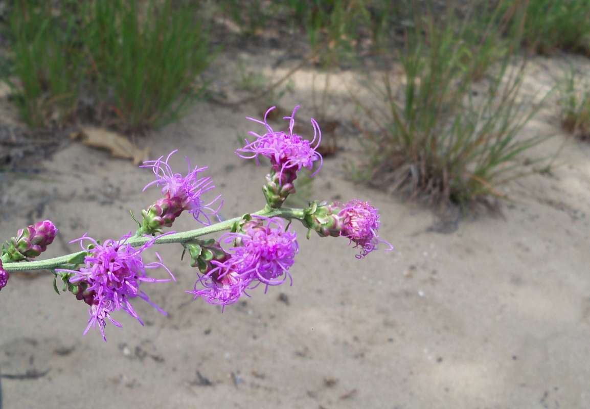Flowers - Side View<br>(Location of Picture: Zion Beach SP, Il, Aug 23,  2012)