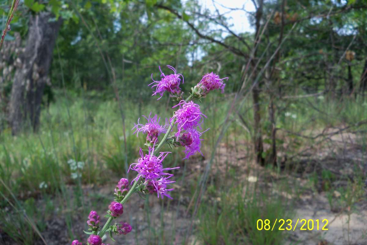 Top of Plant in Bloom<br>(Location of Picture: Zion Beach SP, Il, Aug 23,  2012)