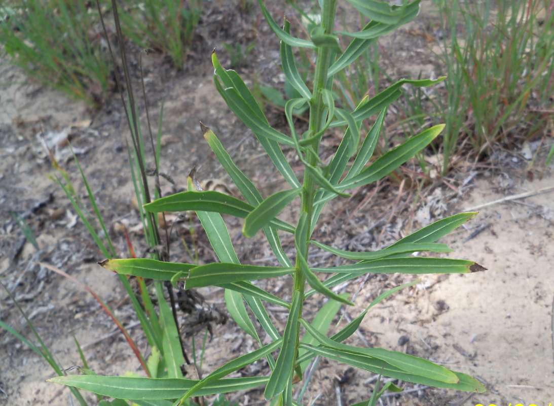 Stem<br>(Location of Picture: Zion Beach SP, Il, Aug 23,  2012)