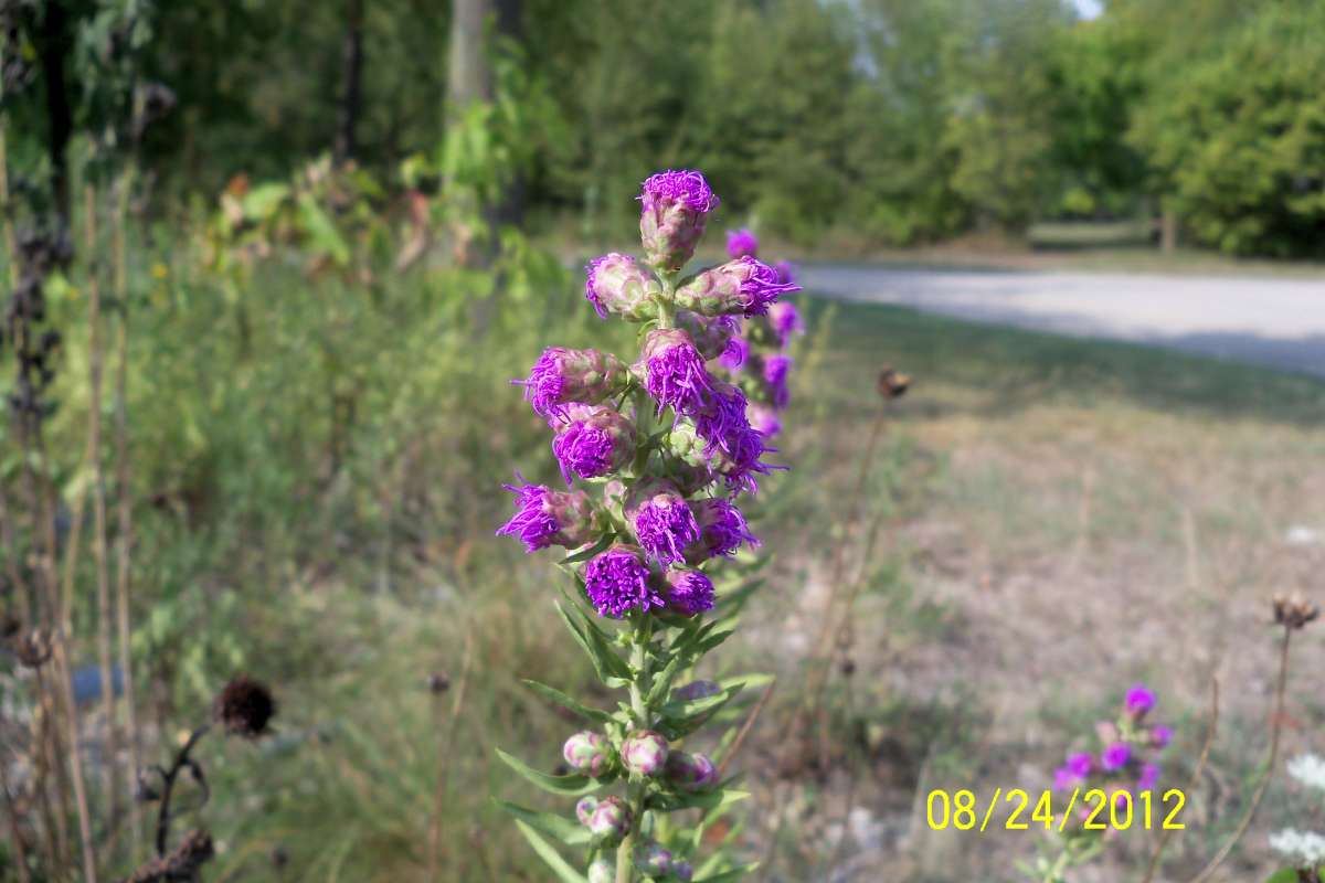Top of  Plant in Bloom w/ Upper Leaves<br>(Location of Picture: Glacier Park, Il,  Aug 24, 2012)