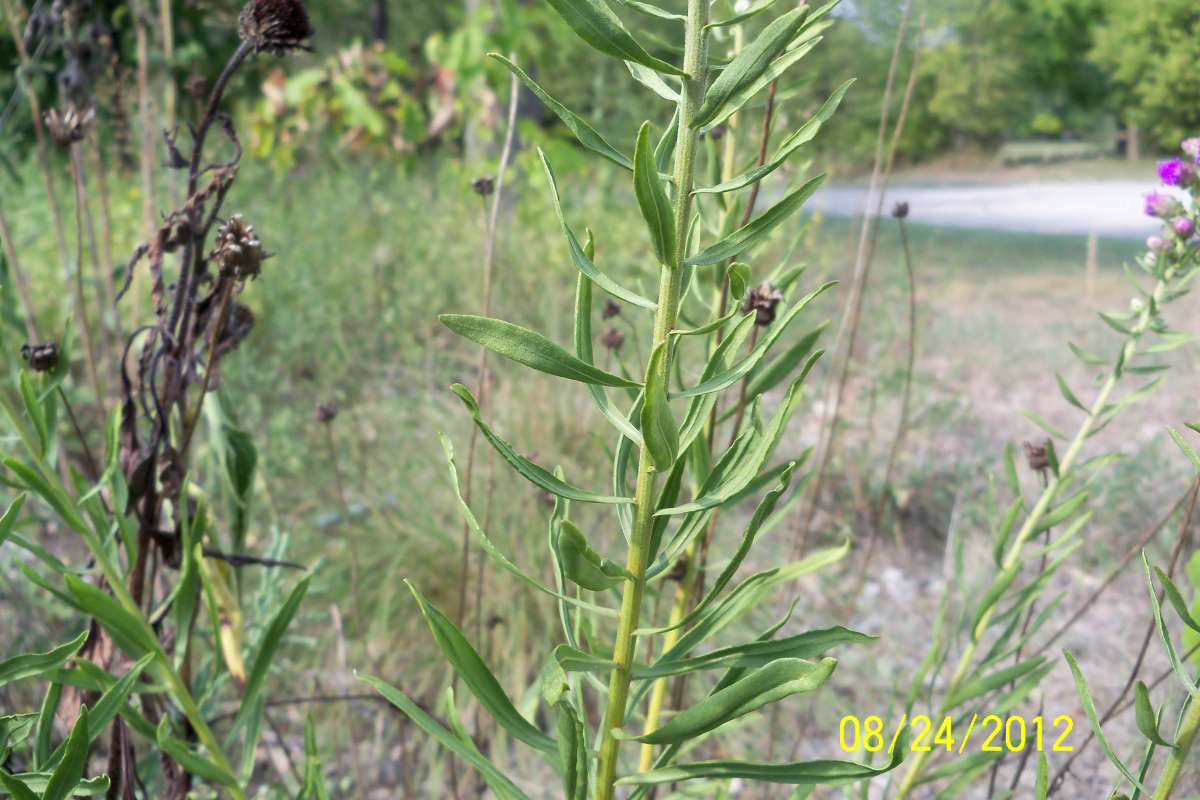 Wide Leaves and Stem<br>(Location of Picture: Glacier Park, Il,  Aug 24, 2012)