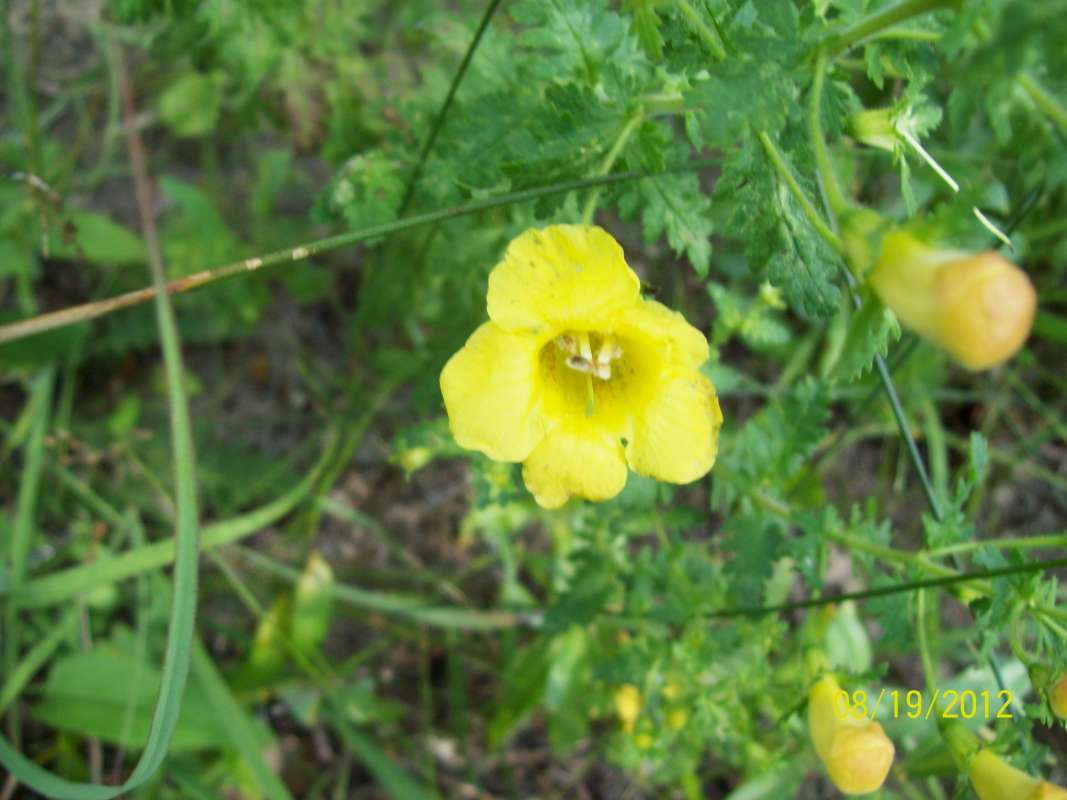 Flowrer - Front View<br>(Location of Picture: Zion Beach SP, Il, Aug 21, 2012)