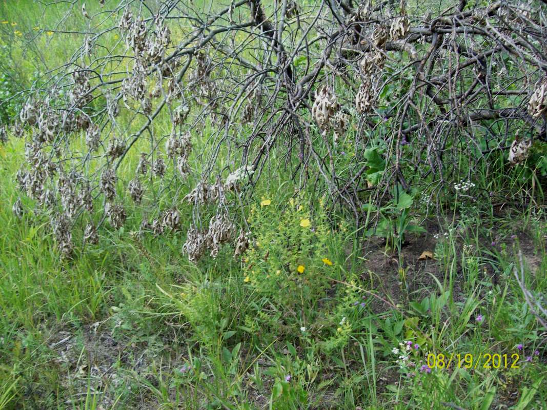 Habitat View<br>(Location of Picture: Zion Beach SP, Il, Aug 21, 2012)