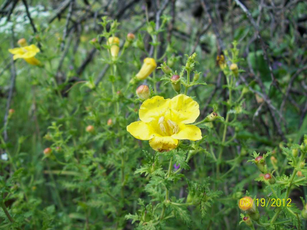 Flower - Angle View<br>(Location of Picture: Zion Beach SP, Il, Aug 21, 2012)