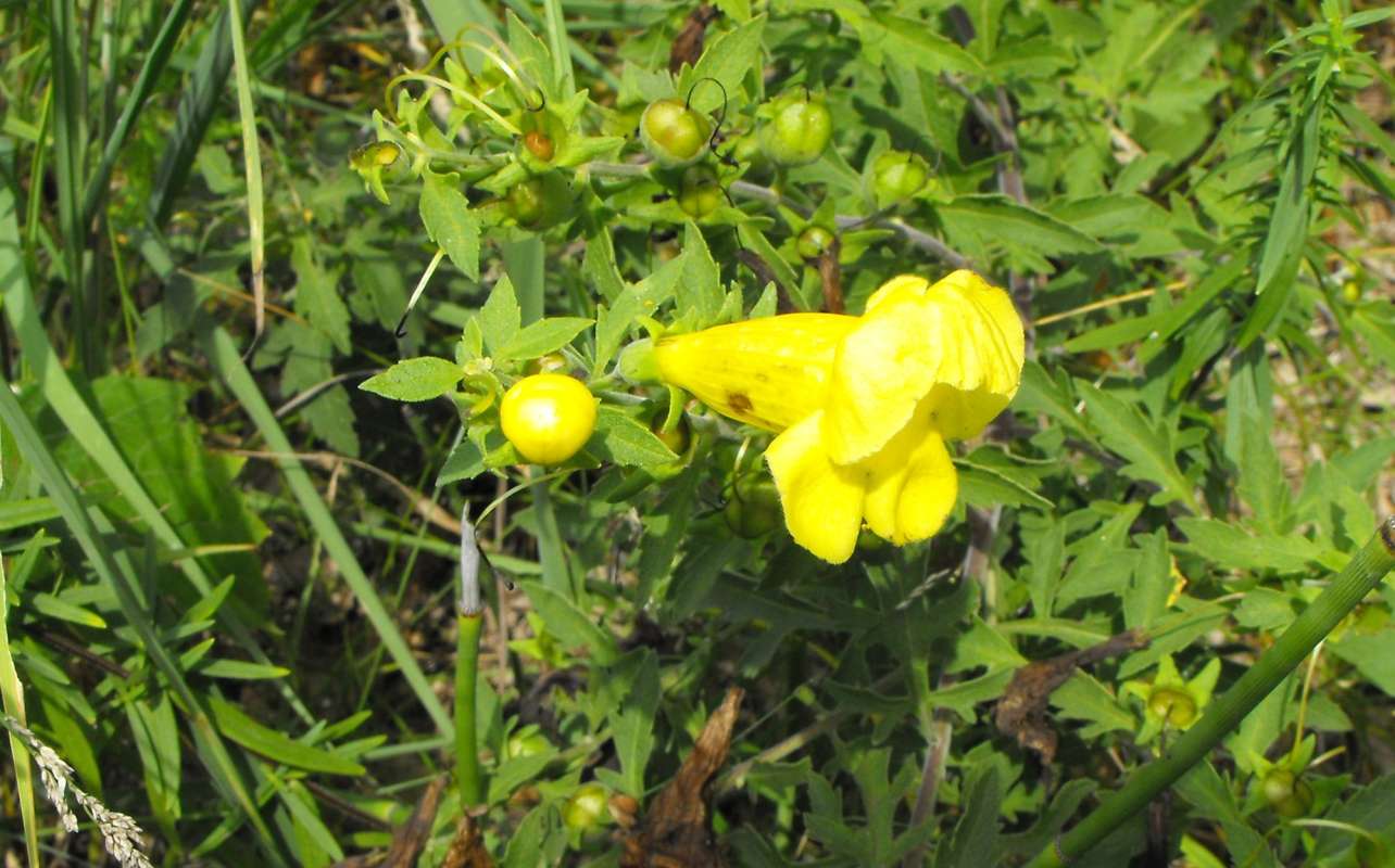 Flower - Side View<br>(Location of Picture: Zion Beach SP, Near NC, Illinois)