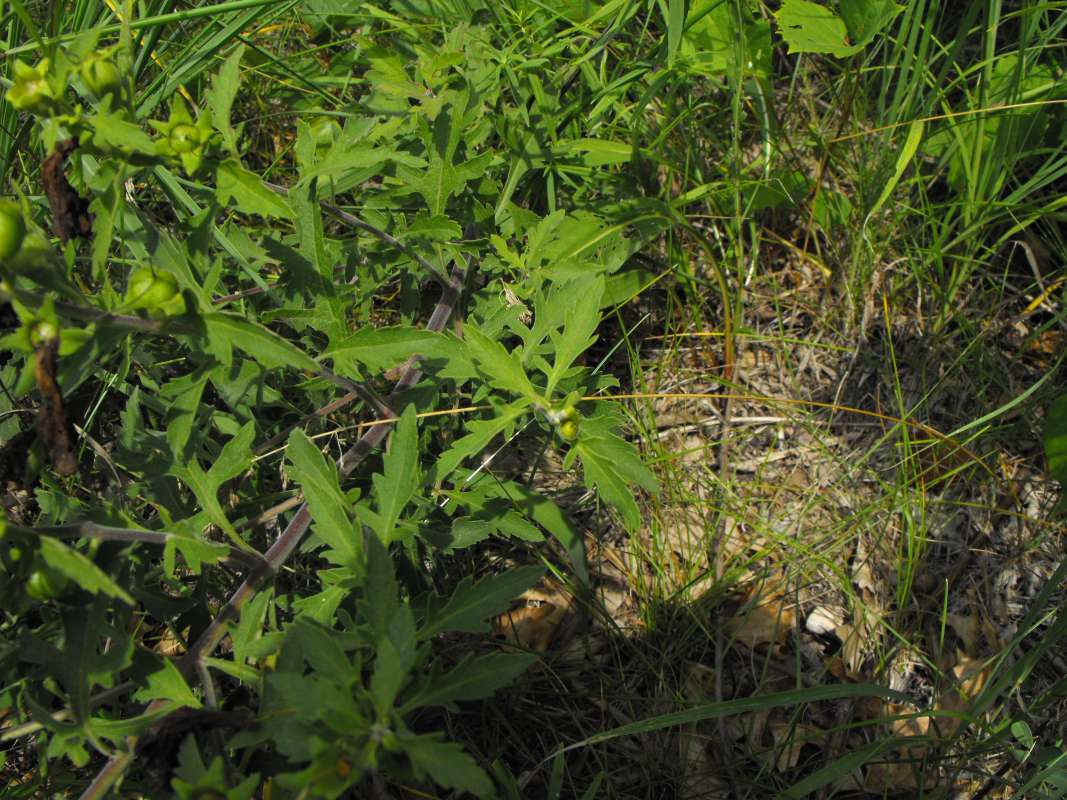 Leaves<br>(Location of Picture: Zion Beach SP, Aug 23, 2012)