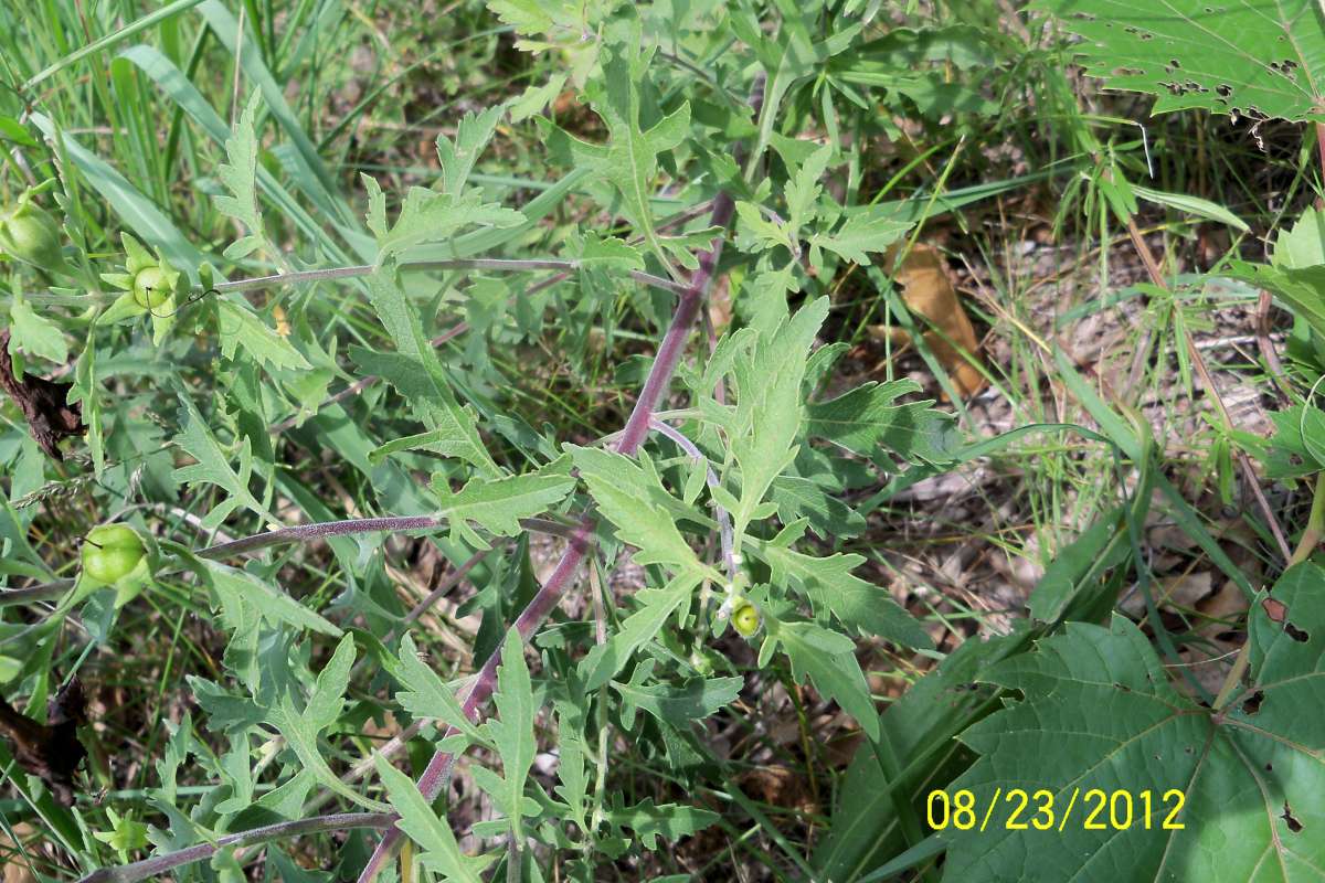 Purple Stem<br>(Location of Picture: Zion Beach SP, Aug 23, 2012)