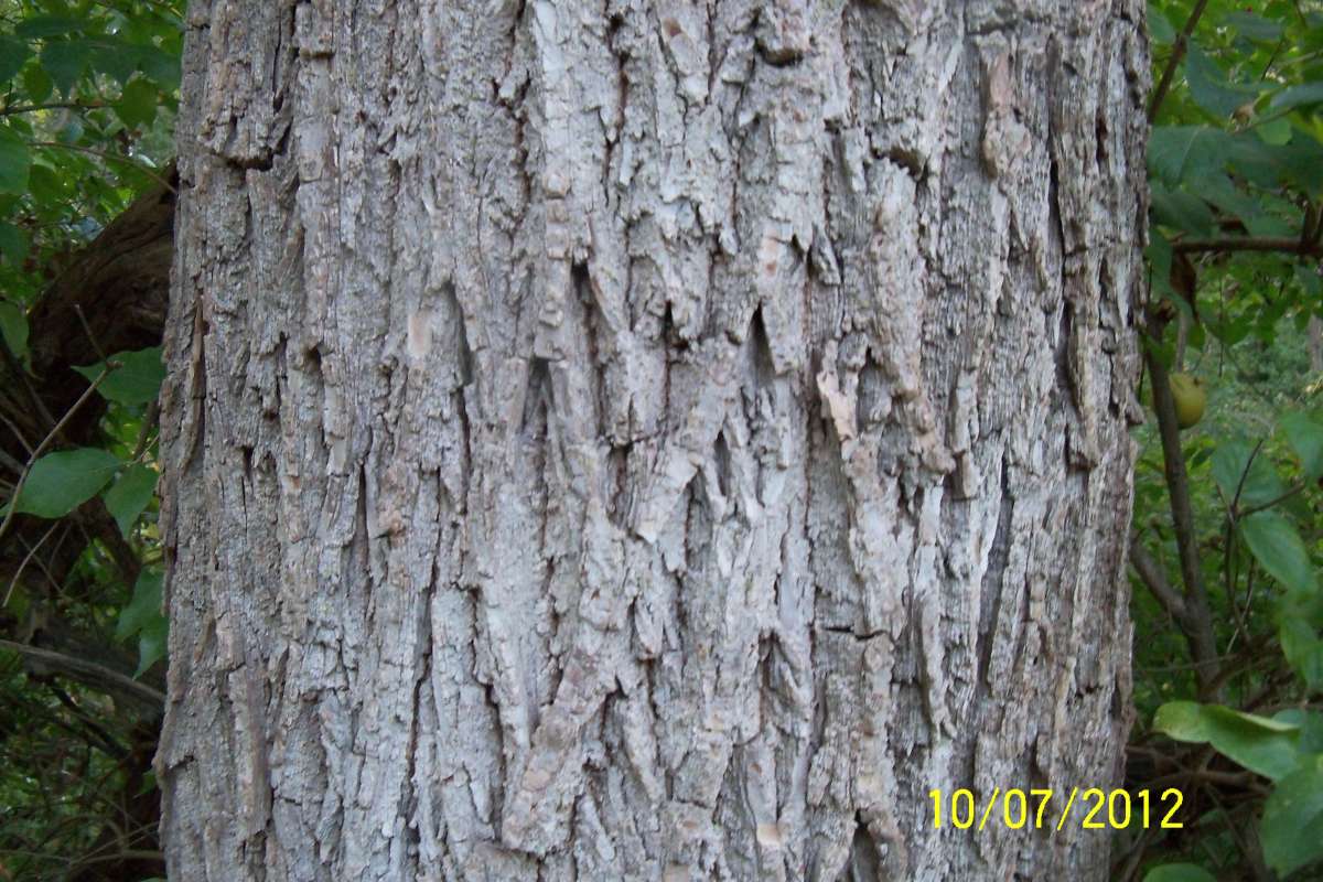 Trunk<br>(Location of Picture: Fen, Crystal Lake, Ill, Oct 7, 2012)