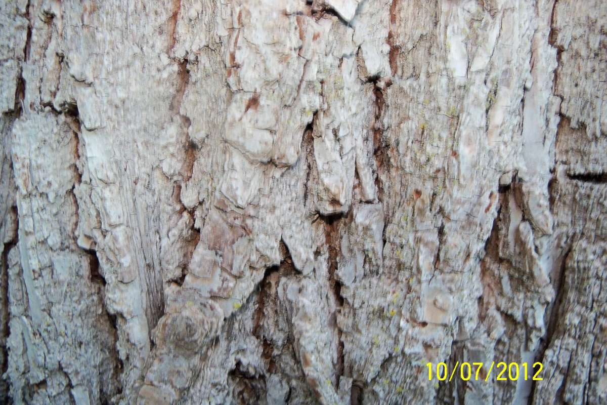 Bark - Close View<br>(Location of Picture: Fen, Crystal Lake, Ill, Oct 7, 2012)