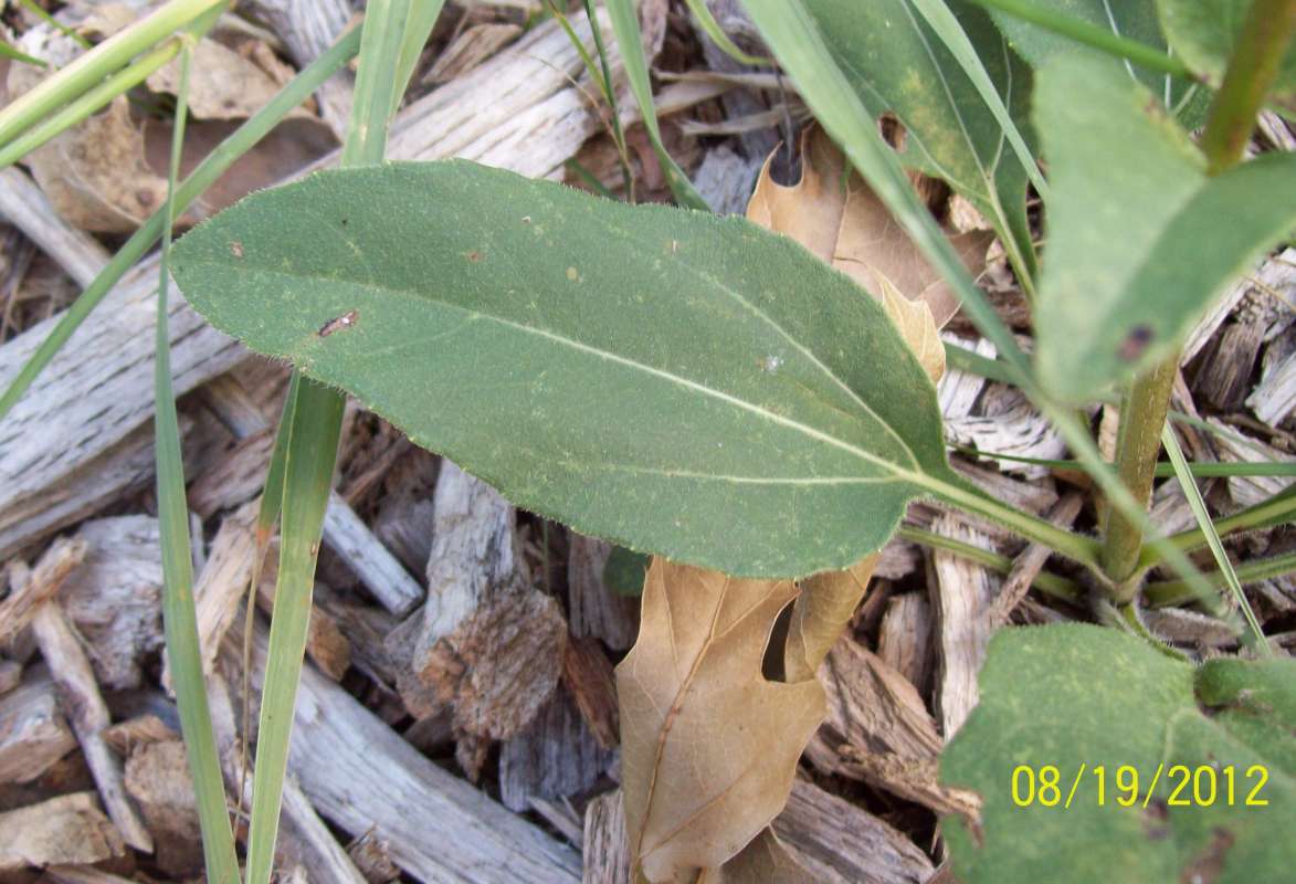 Basal Leaf<br>(Location of Picture: Zion Beach SP, Il, USA, Aug, 2012)