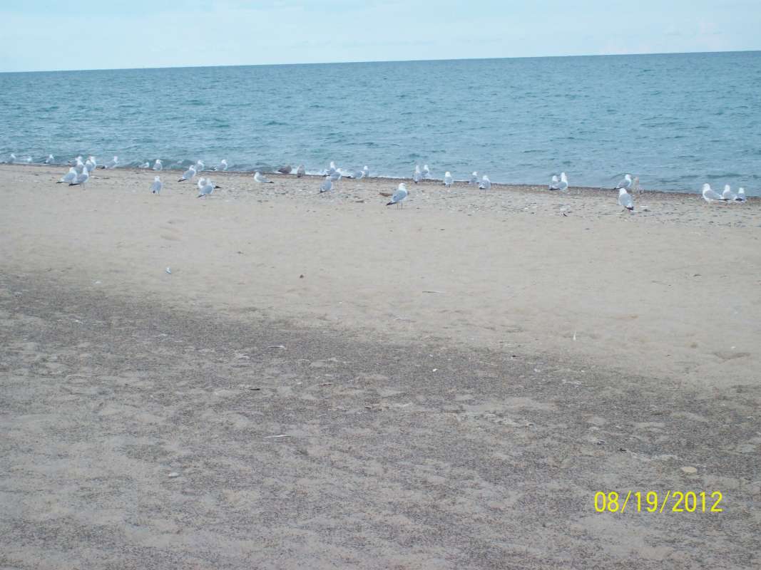 Gulls Along Lake Shore<br>(Location of Picture: Zion Beach SP, Aug 19, 2012)