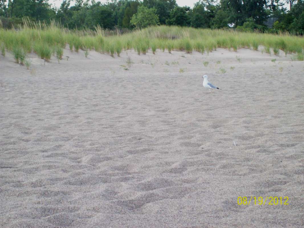 Single Gull near Shore<br>(Location of Picture: Zion Beach SP, Aug 19, 2012)