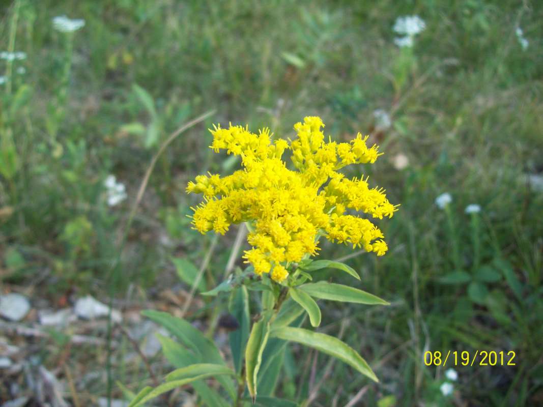 Top of Plant in Bloom from Top<br>(Location of Picture: Zion Beach SP, Il, USA, Aug 19, '12)