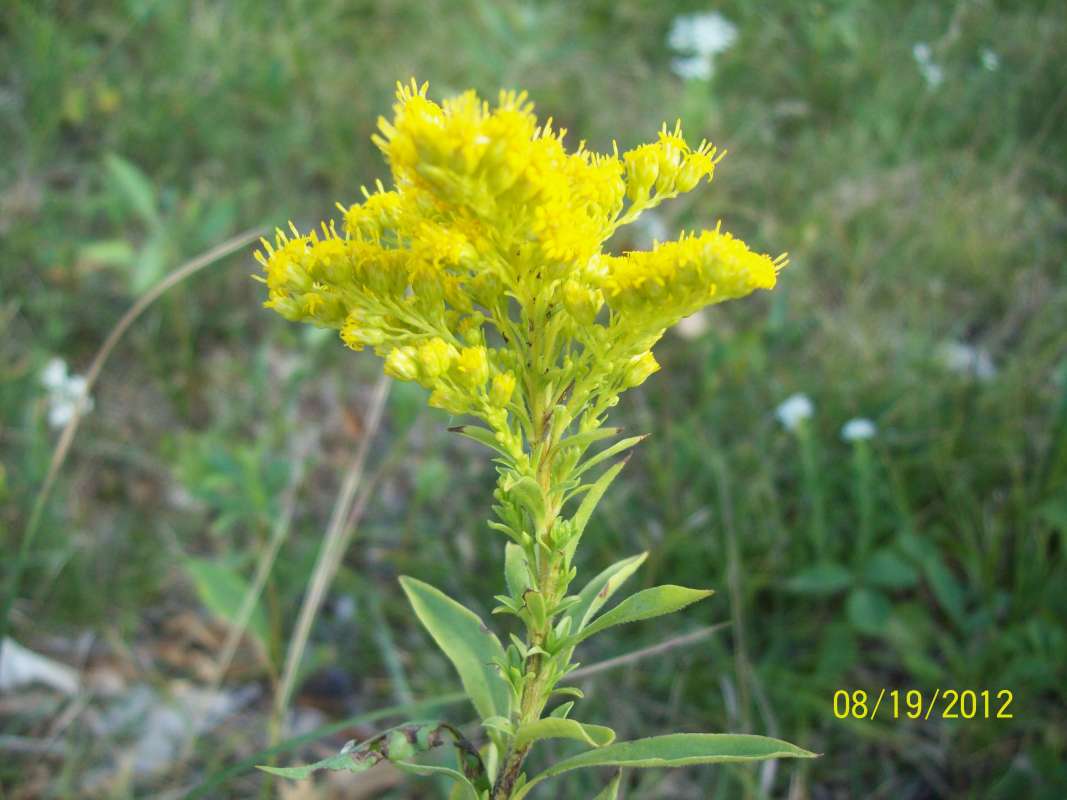 Top of Plant in Bloom from Side<br>(Location of Picture: Zion Beach SP, Il, USA, Aug 19, '12)