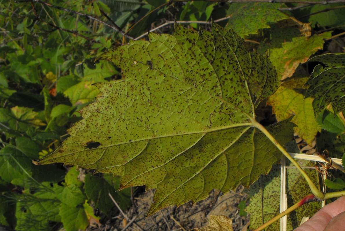 Leaf Underside<br>(Location of Picture: Zion Beach SP, Il, Aug 23, 2012)