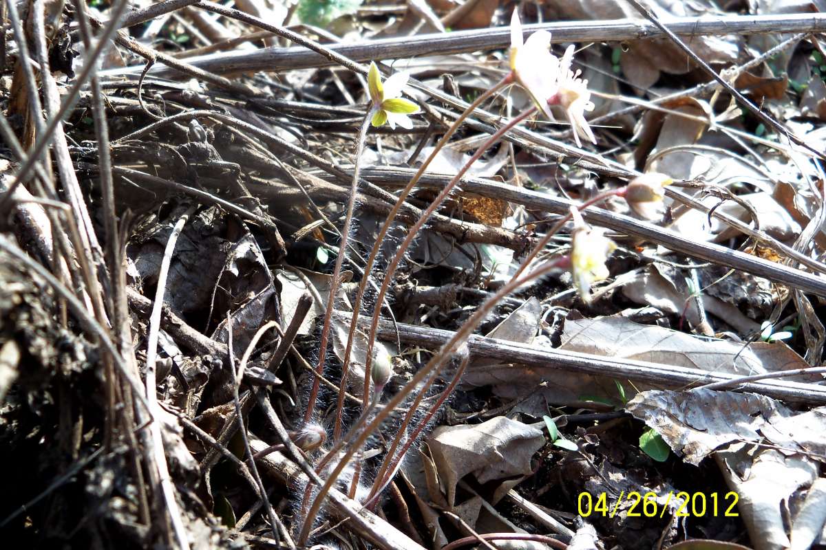 Close View of Stem<br>(Location of Picture: Crystal Lake, Il. April 28, 2013)
