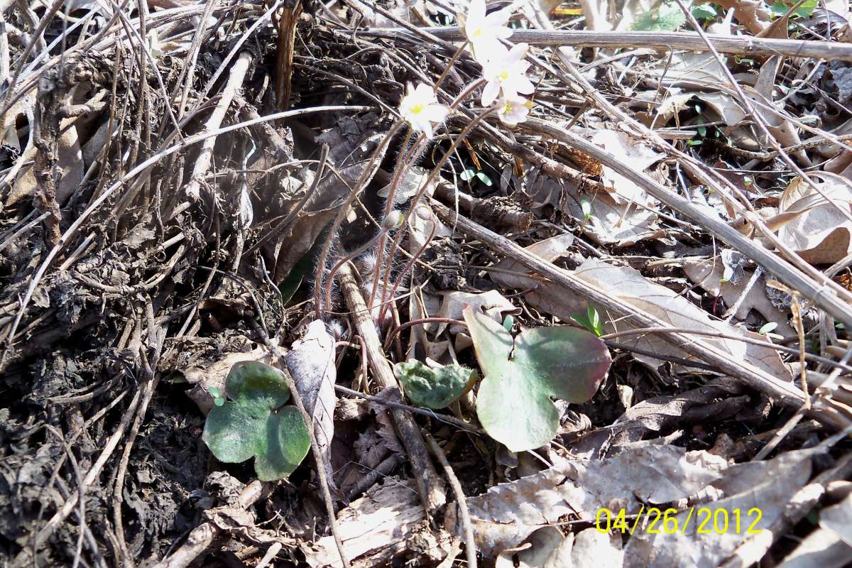 Habitat View<br>(Location of Picture: Crystal Lake, Il. April 28, 2013)