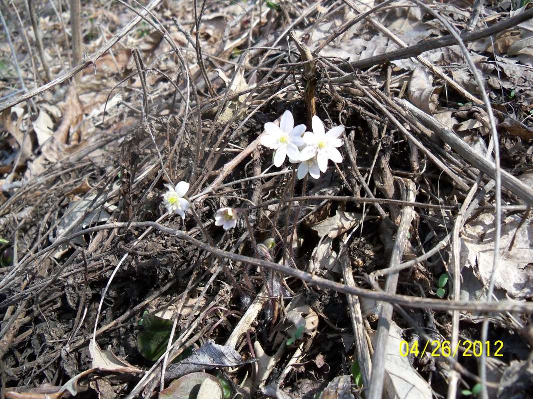 Flower - Front View<br>(Location of Picture: Crystal Lake, Il. April 28, 2013)
